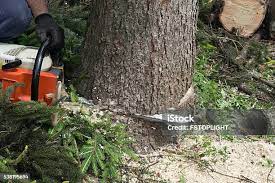 Best Stump Grinding and Removal  in Roanoke Rapids, NC