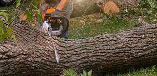 Best Tree Maintenance Programs  in Roanoke Rapids, NC
