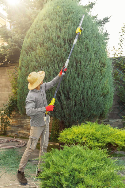 Best Tree Cabling and Bracing  in Roanoke Rapids, NC