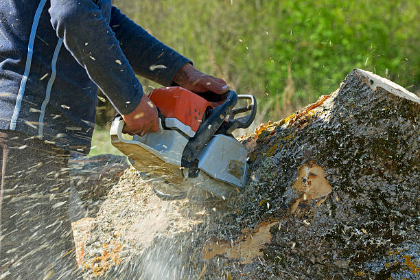 Best Seasonal Cleanup (Spring/Fall)  in Roanoke Rapids, NC